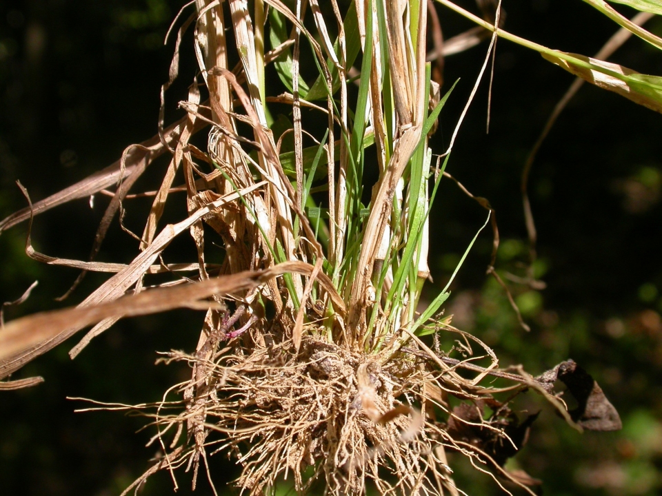 Agrostis perennans