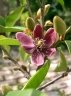 Magnolia figo