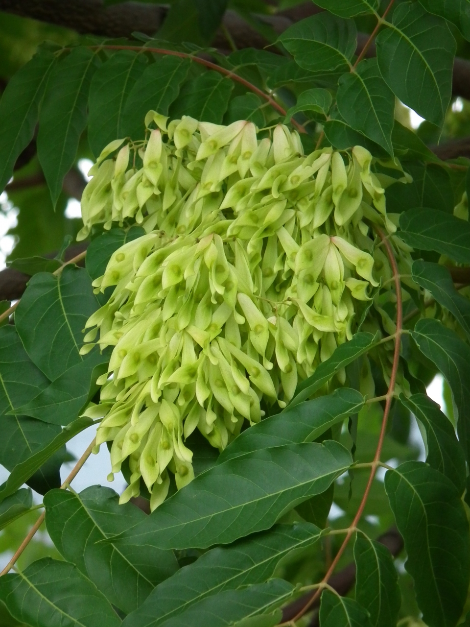 Ailanthus altissima