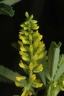 Melilotus indicus