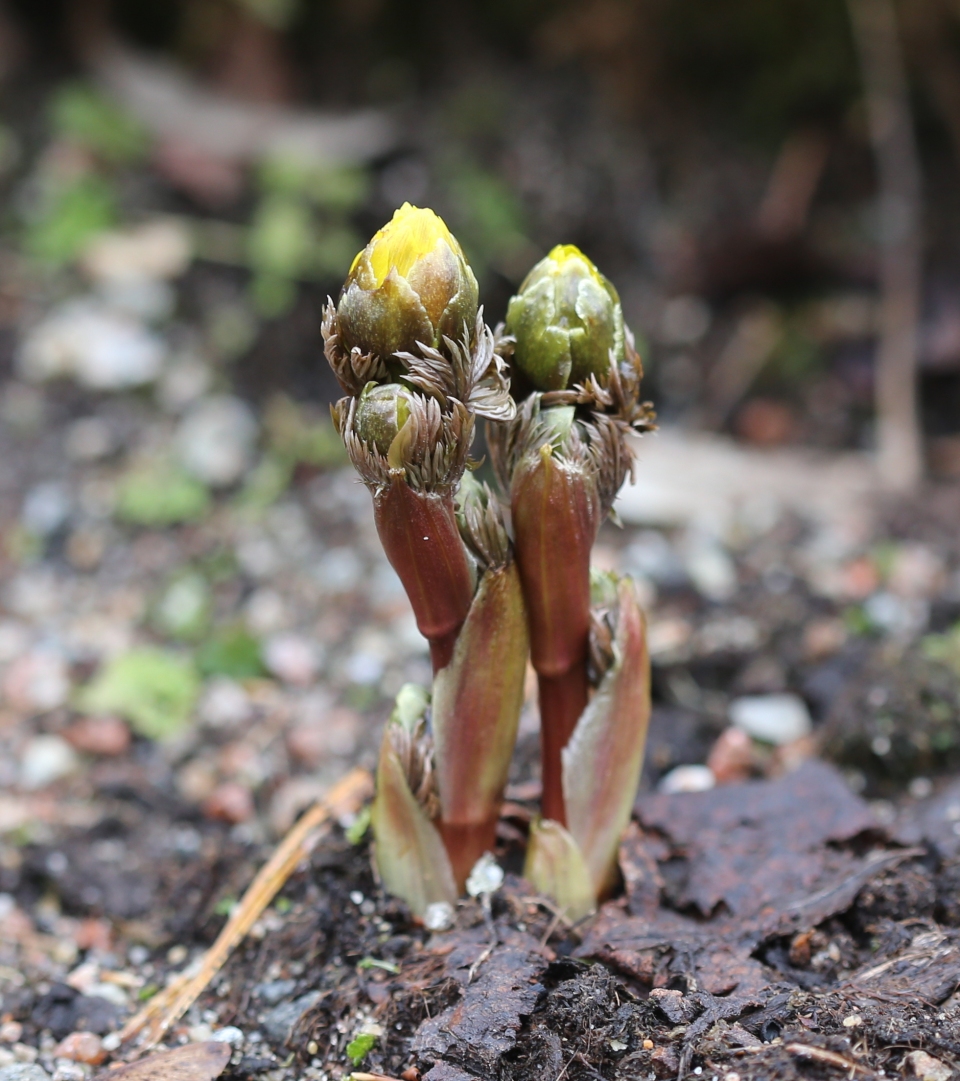 Adonis amurensis