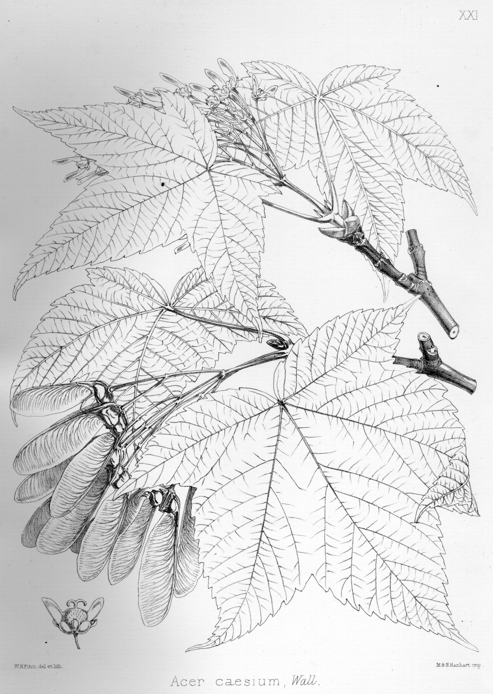 Acer caesium