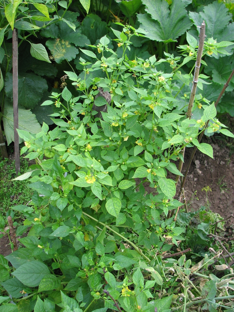 Physalis philadelphica