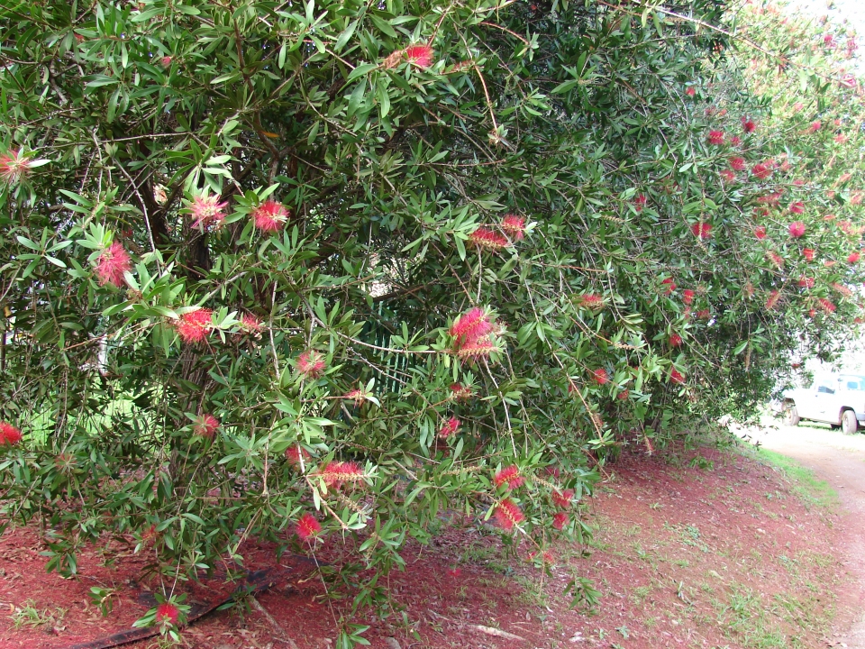 Callistemon citrinus