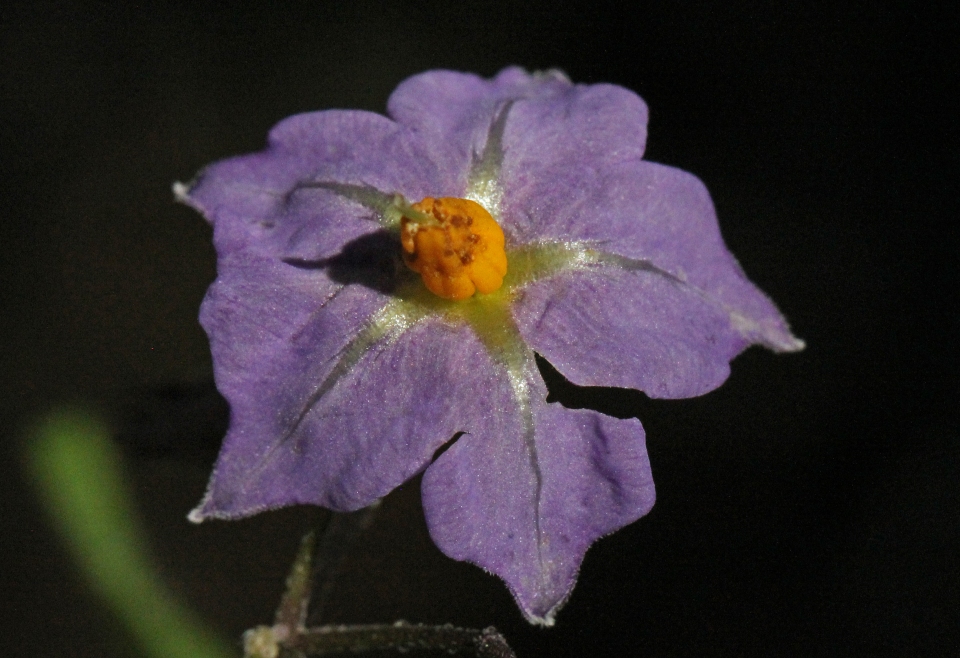 Solanum stoloniferum