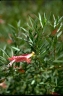 Eremophila maculata