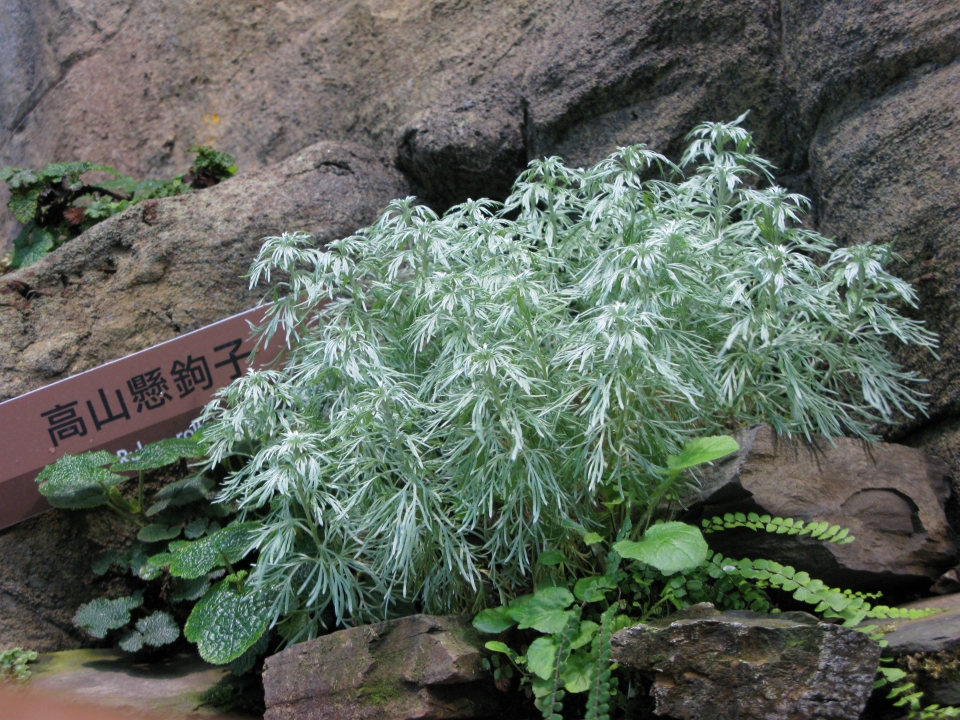 Artemisia schmidtiana