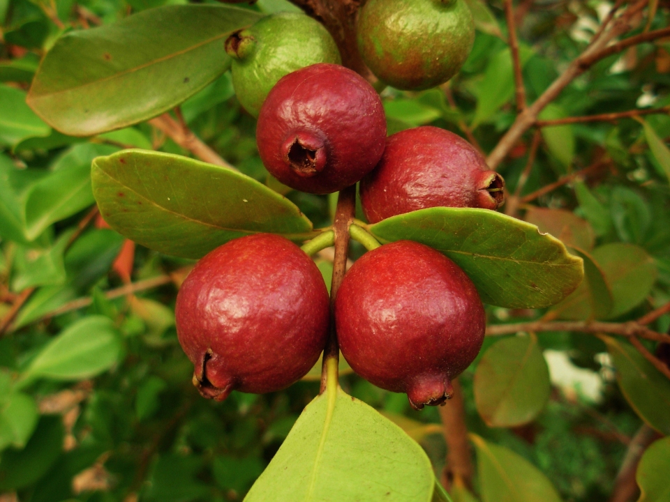 Psidium cattleianum