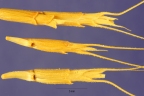 Aegilops speltoides