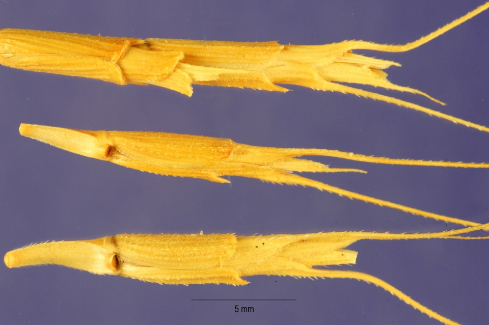 Aegilops speltoides