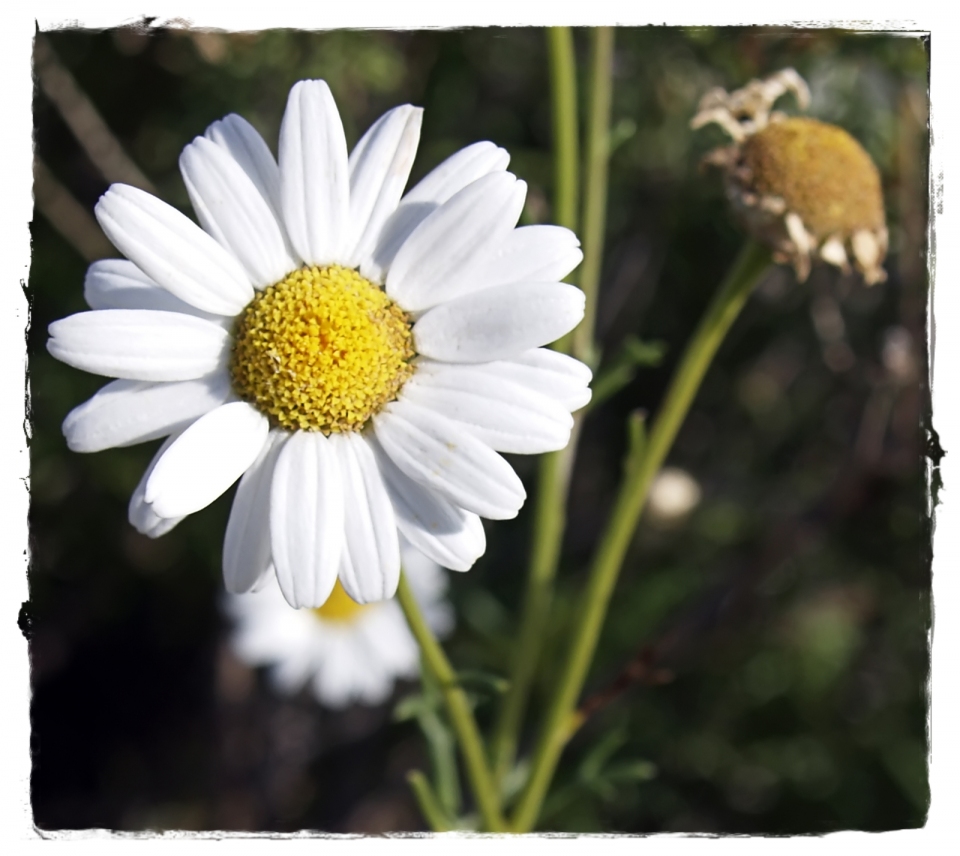 Argyranthemum foeniculaceum