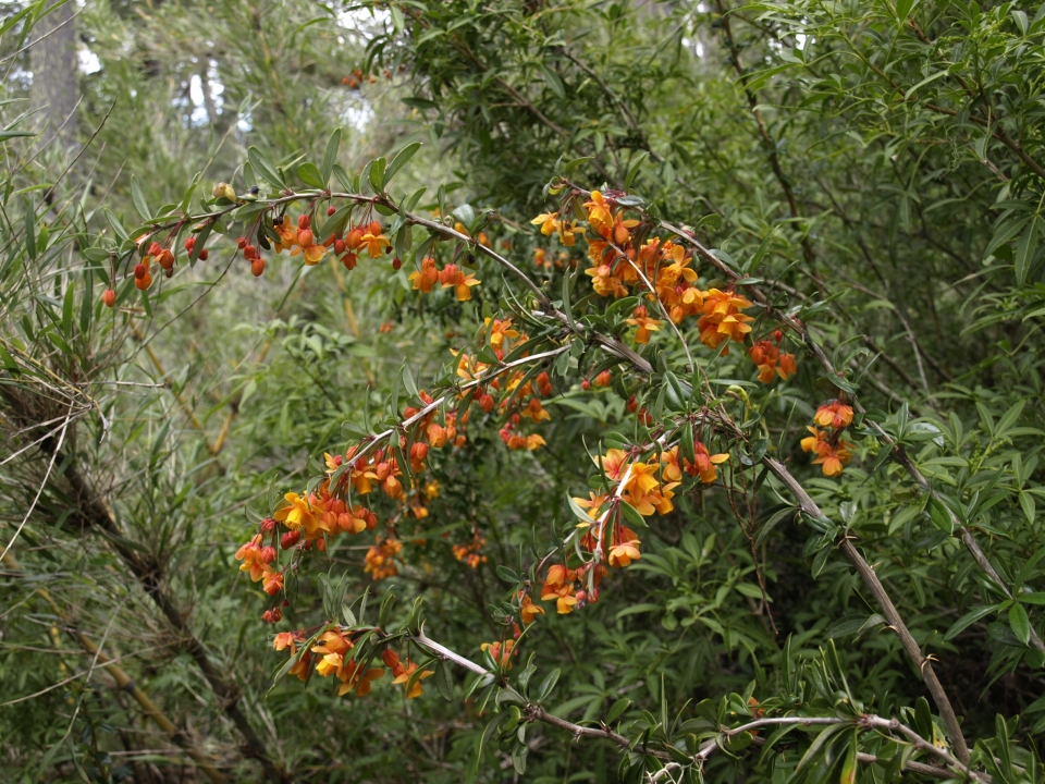 Berberis trigona