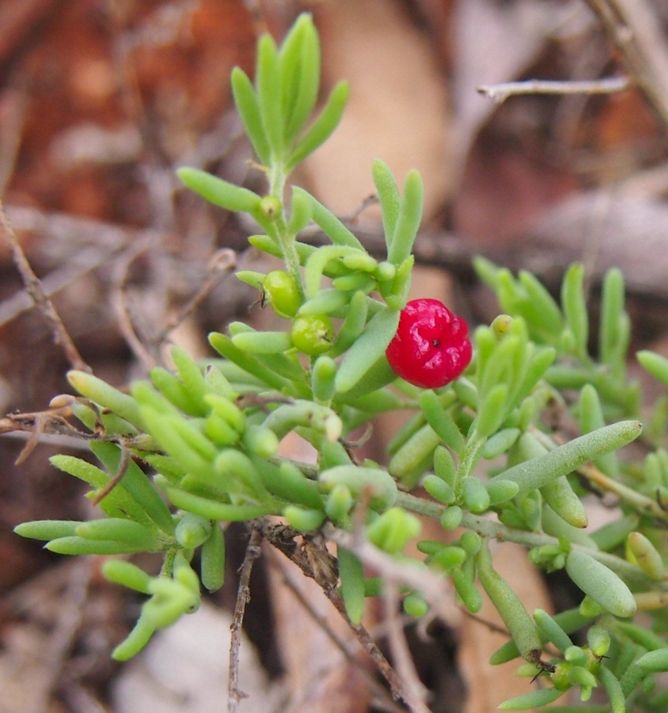 Enchylaena tomentosa