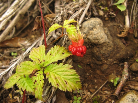 Rubus ikenoensis