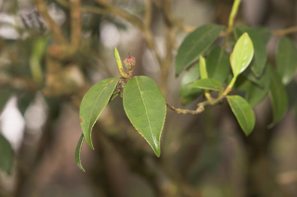 Camellia kissii