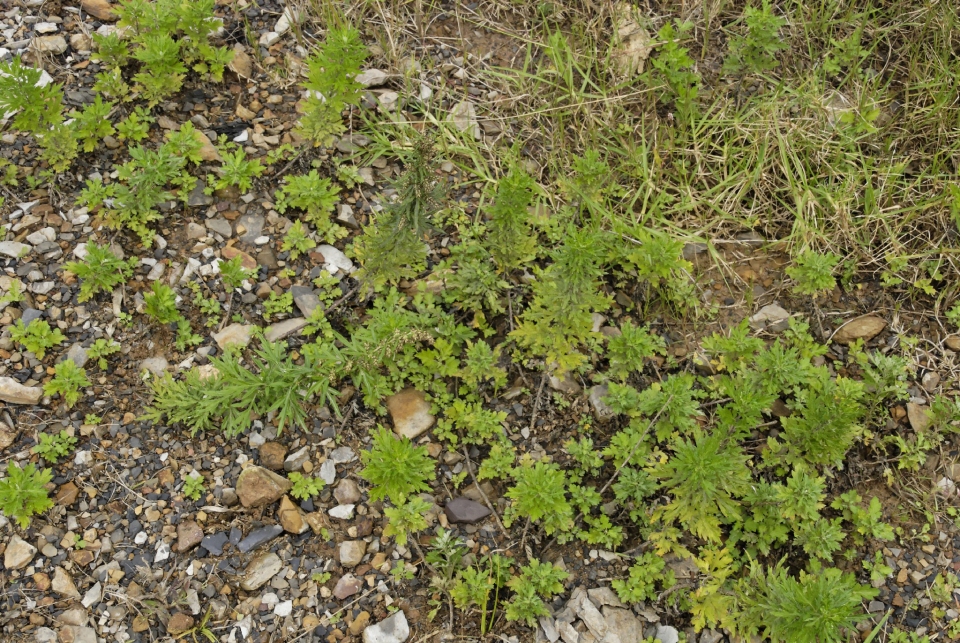 Artemisia verlotiorum