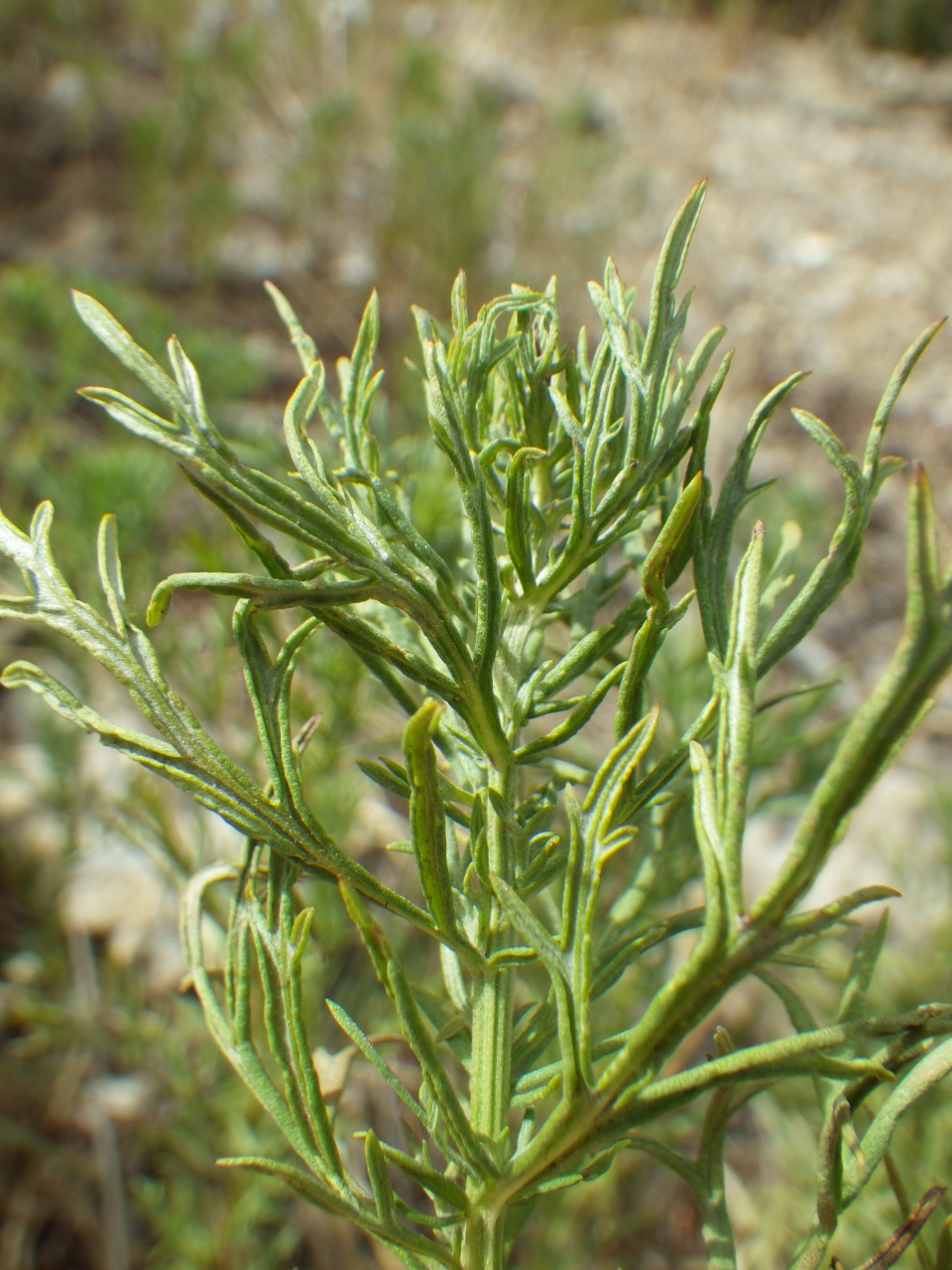 Artemisia michauxiana