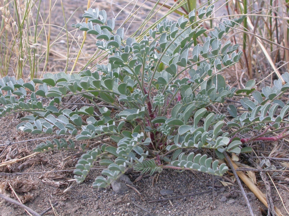 Astragalus lentiginosus