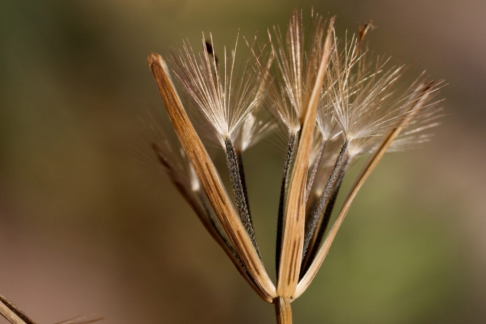 Porophyllum ruderale