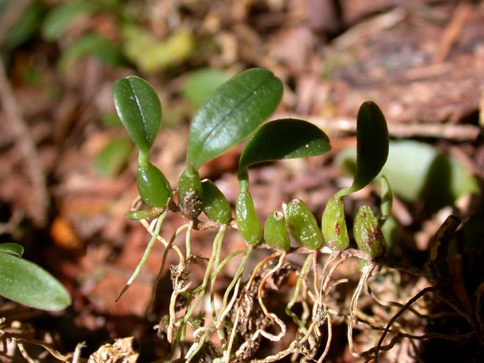 Bulbophyllum inconspicuum