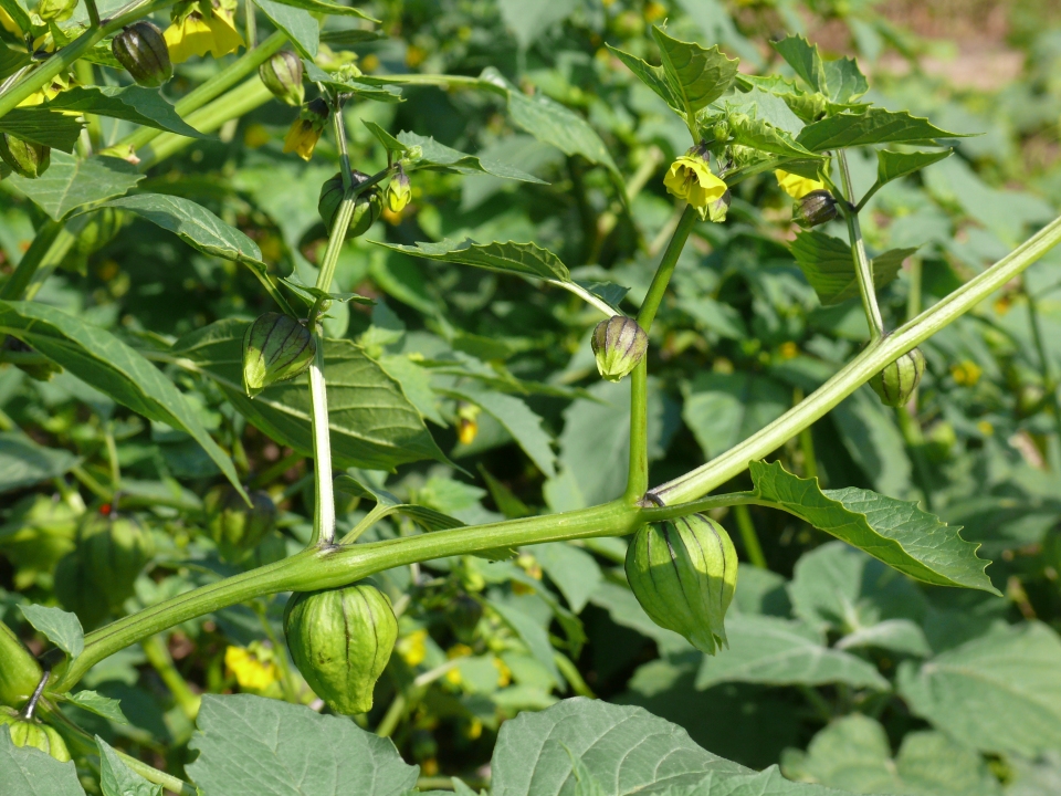 Physalis philadelphica