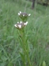 Arabis sagittata