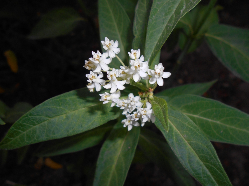 Asclepias incarnata