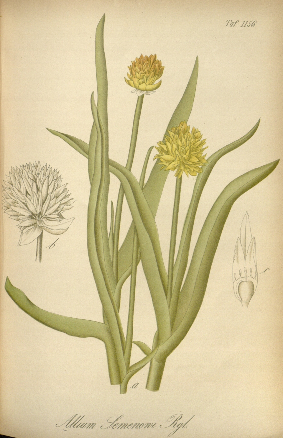 Allium semenovii