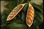 Castanospermum australe