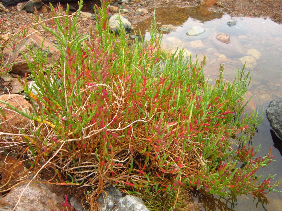 Sarcocornia fruticosa