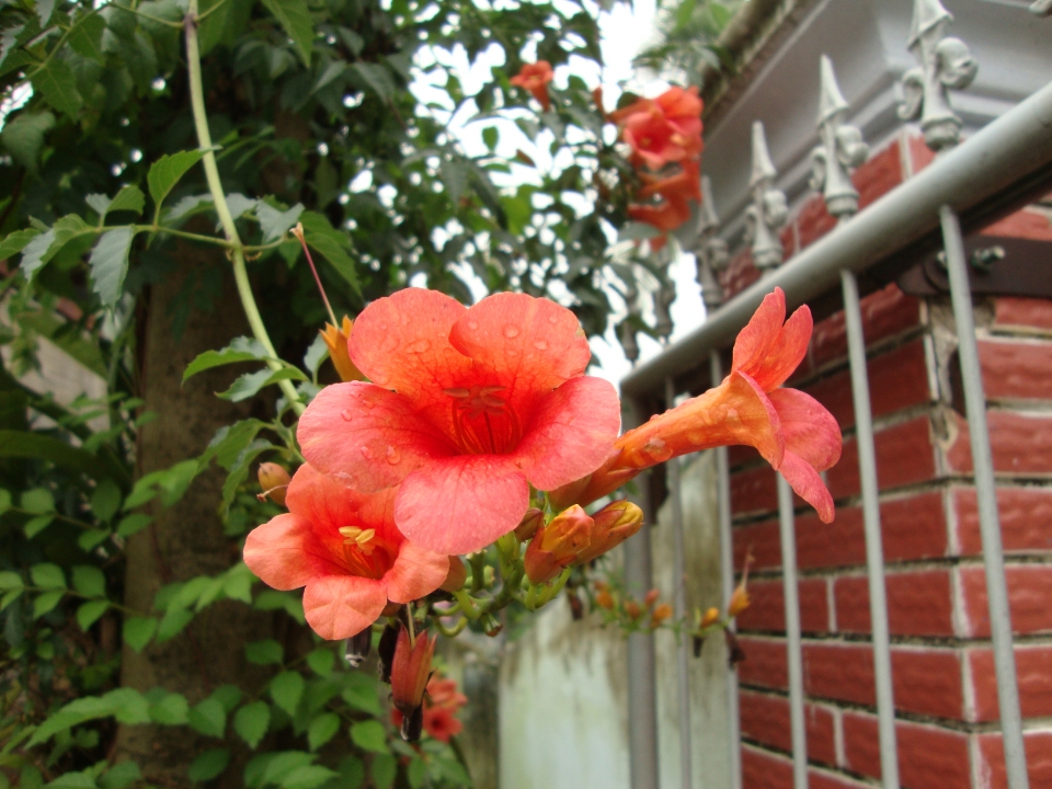 Campsis grandiflora