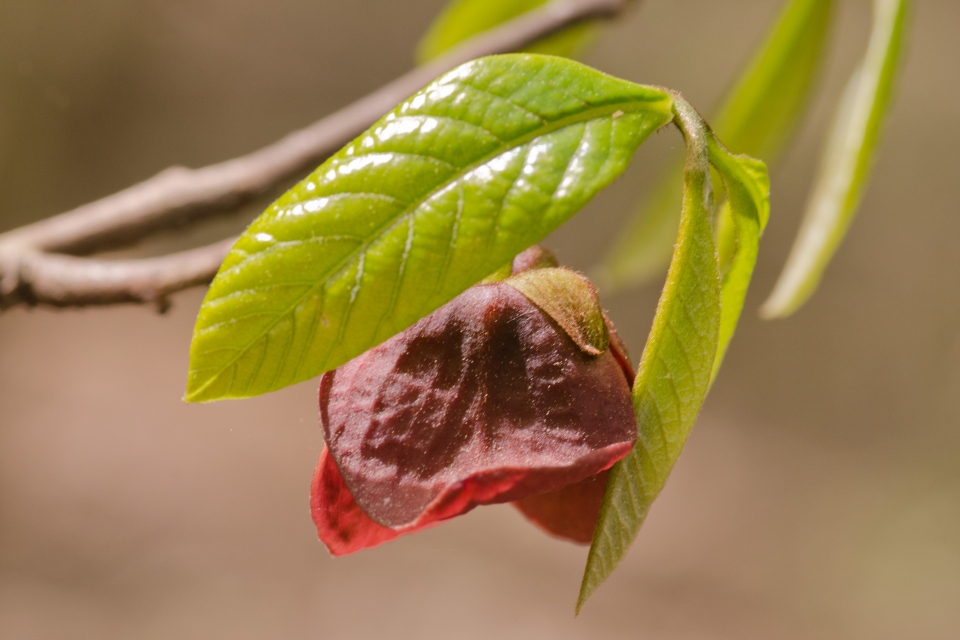 Asimina triloba