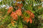 Ailanthus altissima