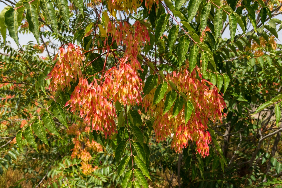 Ailanthus altissima