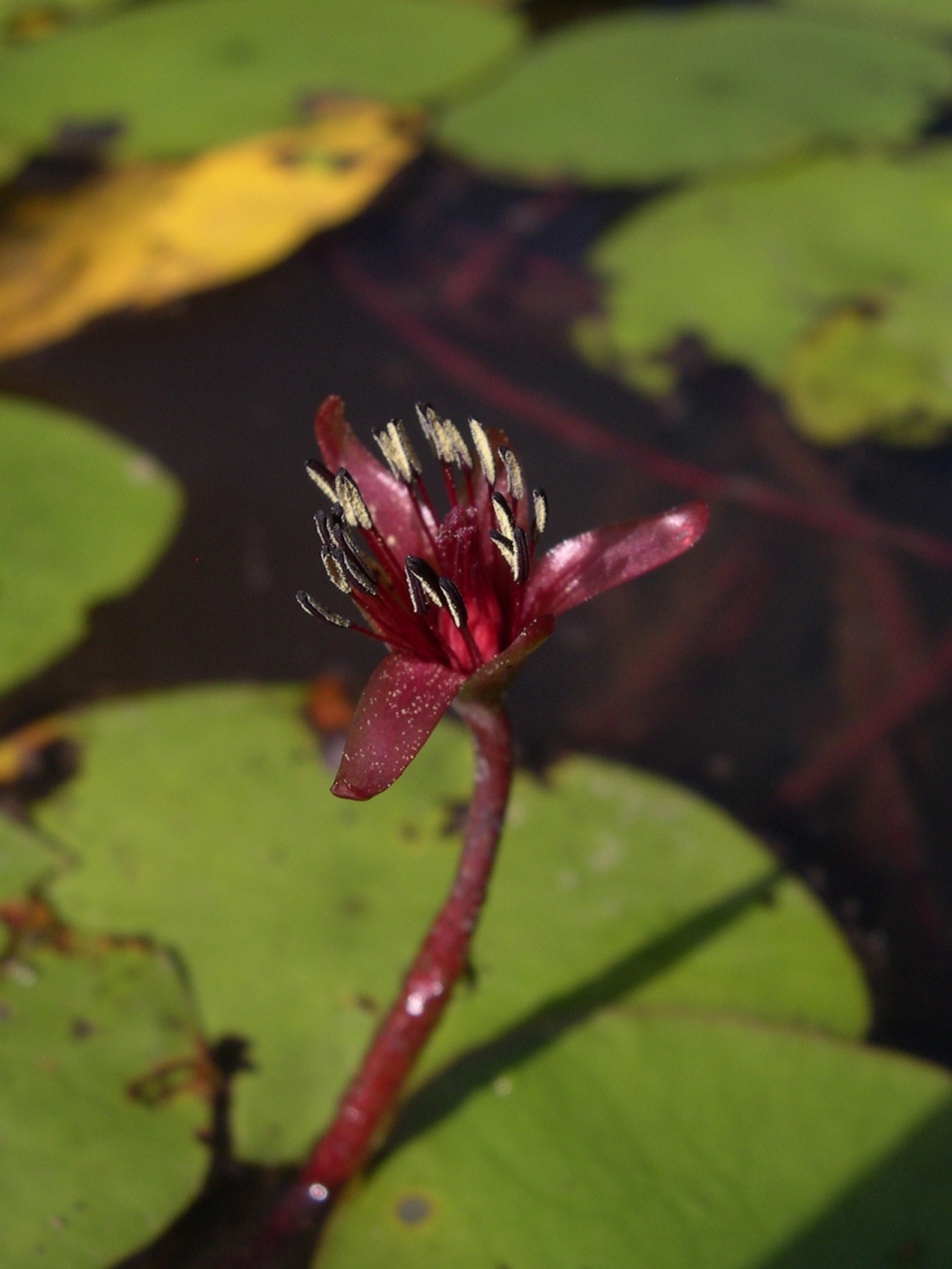 Brasenia schreberi