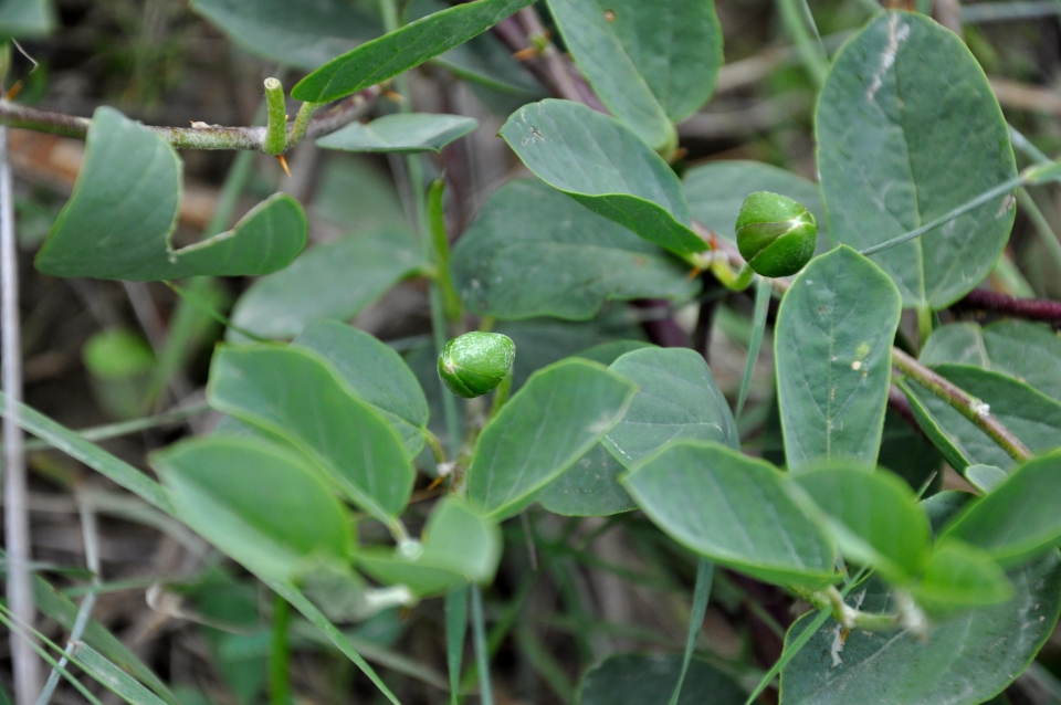 Capparis spinosa