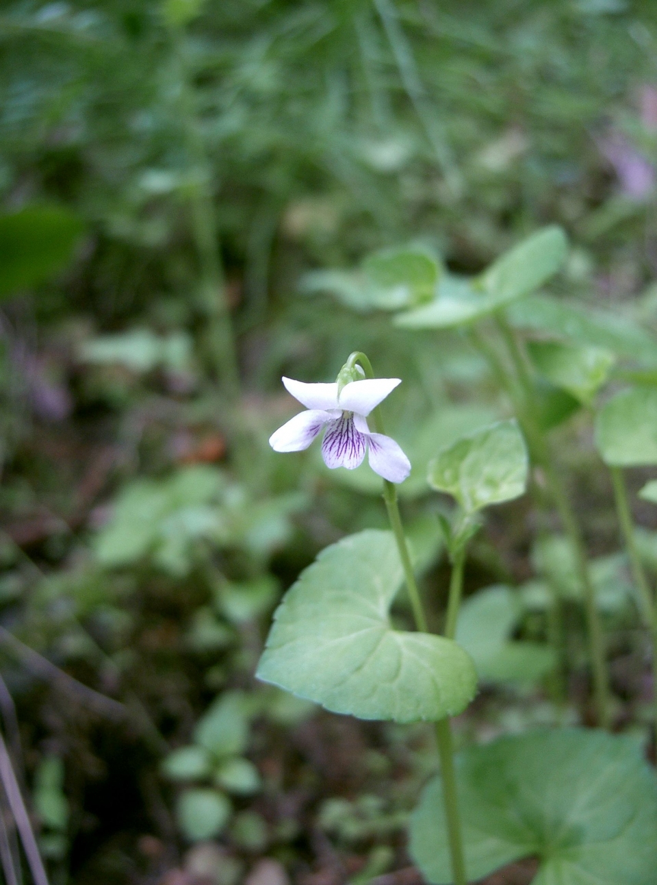 Viola arcuata