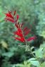 Salvia elegans