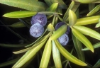 Podocarpus elatus