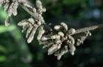 Anredera cordifolia
