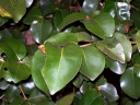 Backhousia sciadophora