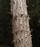 Aralia spinosa