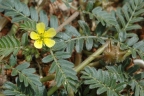 Tribulus terrestris
