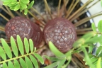 Zamia integrifolia