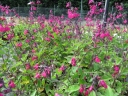 Salvia microphylla