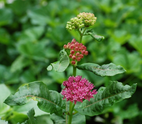 Asclepias purpurascens