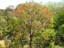 Erythrina crista-galli