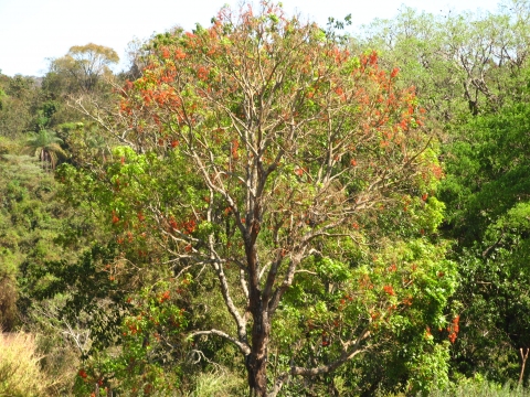 Erythrina crista-galli