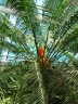 Cycas circinalis