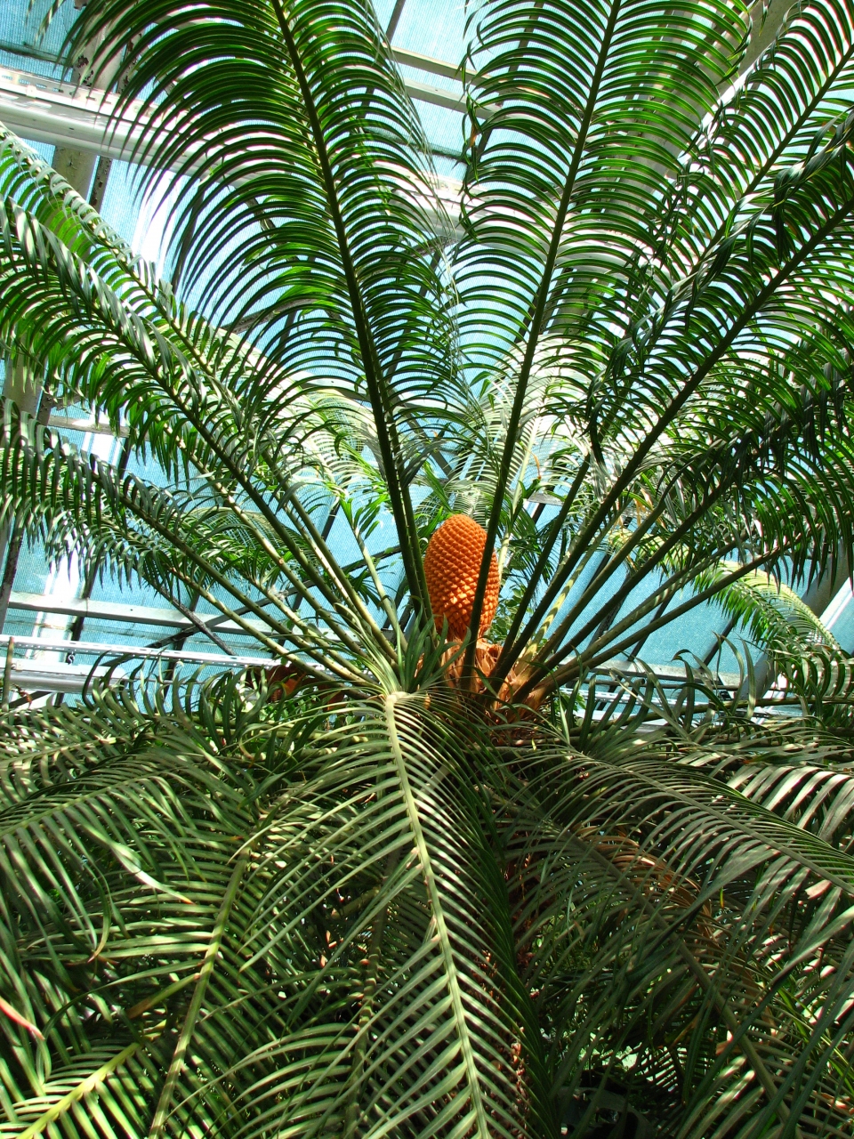 Cycas circinalis